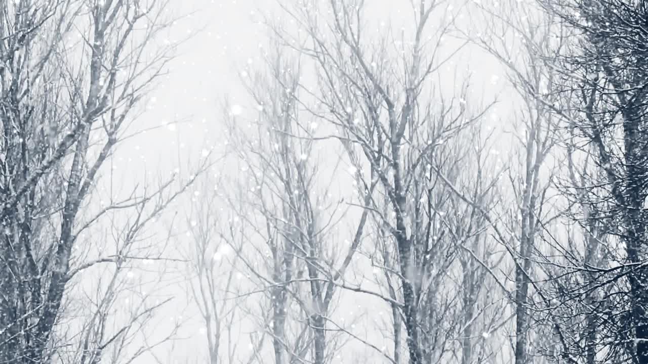 冬天的森林作为圣诞节的背景，下雪了，树被雪覆盖视频素材