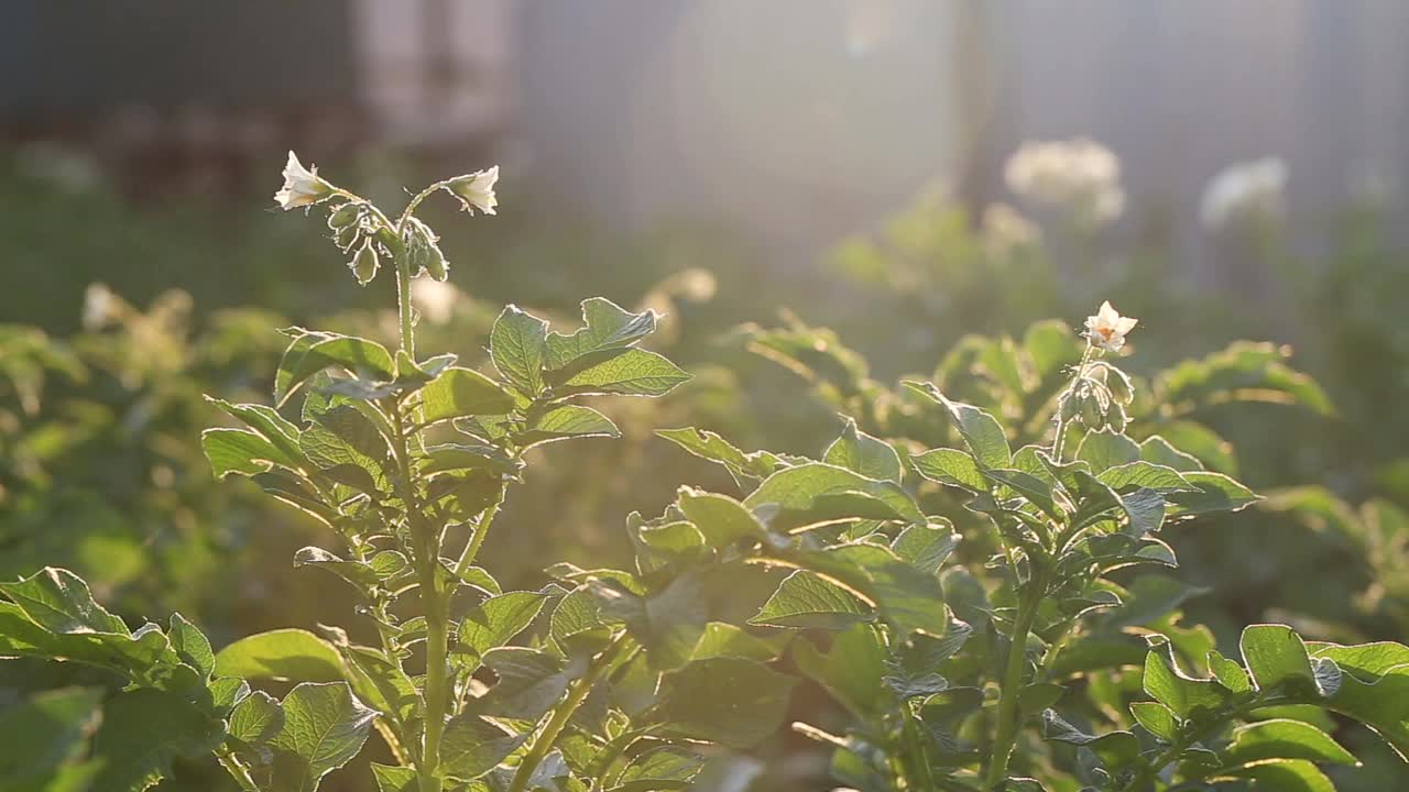 在夕阳的光线下，一丛绿色的土豆和一朵花放在床上。农业。种植蔬菜。视频连接。视频素材