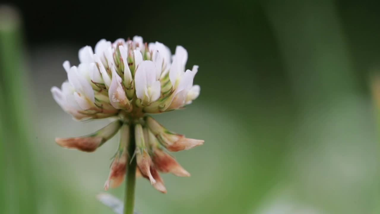 野生动物宏。白色三叶草花在绿色田野模糊的背景特写。自然背景。景观,自然,夏天。视频素材