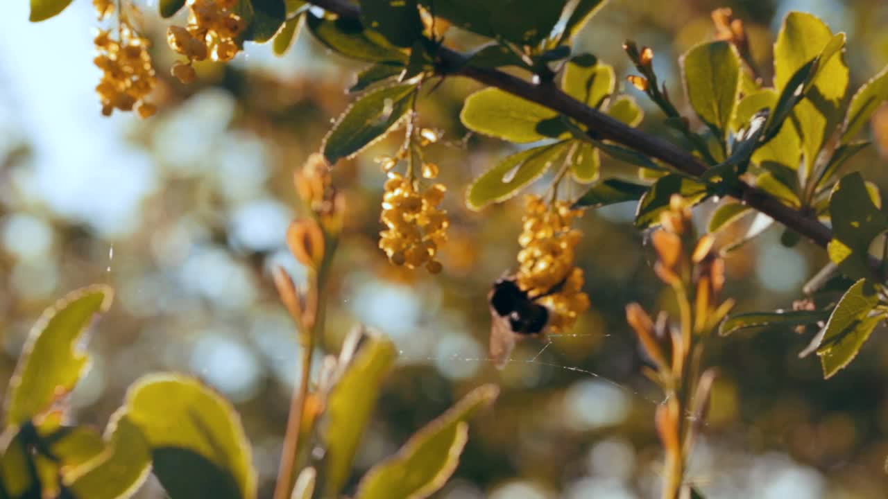 蓝色天空背景下的花园里，一只大毛大黄蜂正在为黄色的小檗授粉。大自然在春天。视频素材