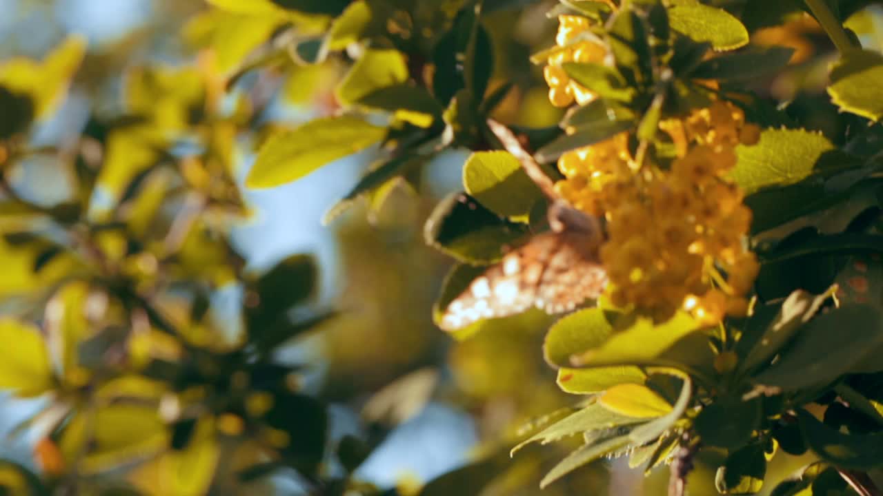 大晴天里，一只蝴蝶坐在一朵花上。自然模糊背景。景观,自然,夏天。野生动物。视频素材