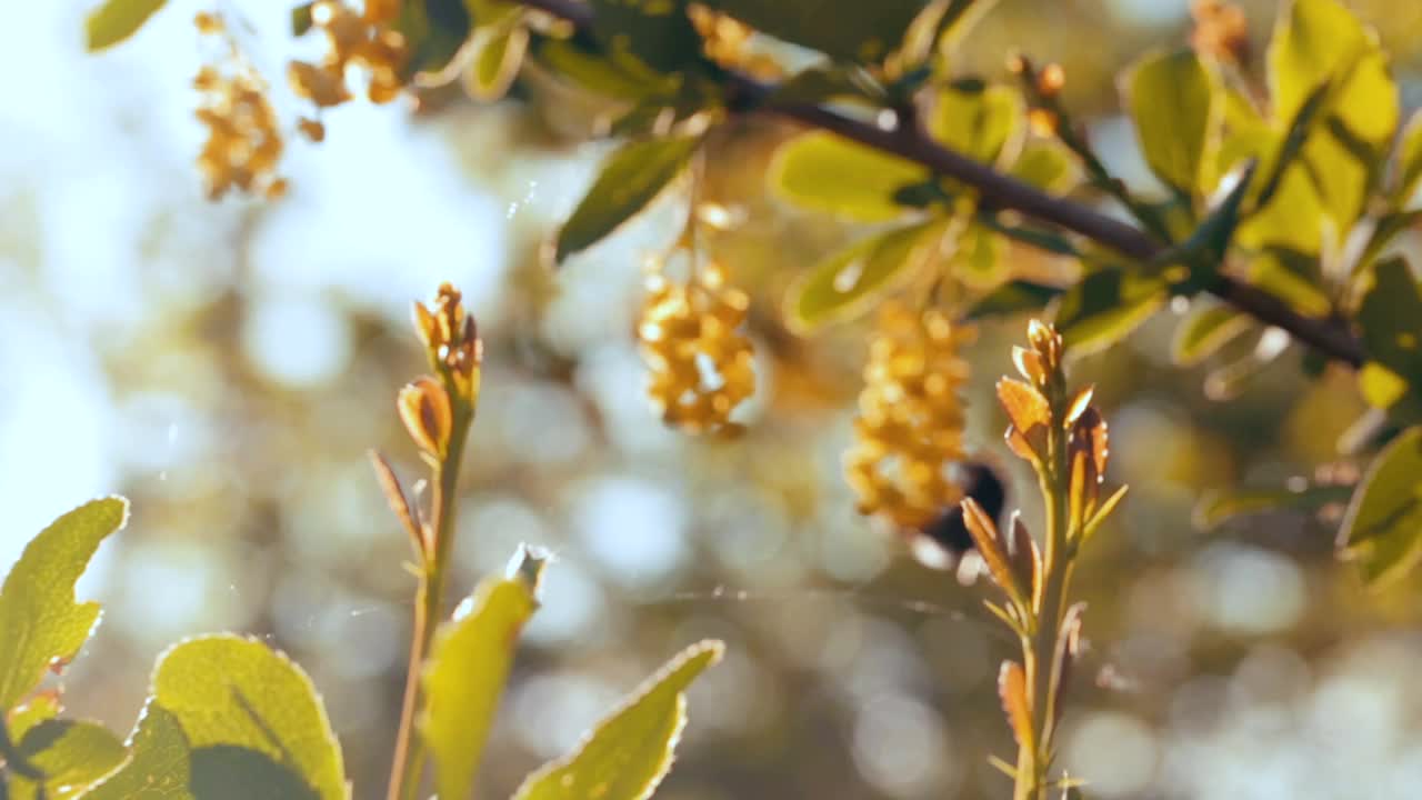 蓝色天空背景下的花园里，一只大毛大黄蜂正在为黄色的小檗授粉。大自然在春天。视频素材