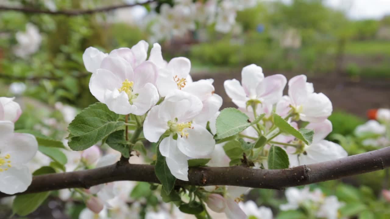 春天开花的苹果树特写视频素材