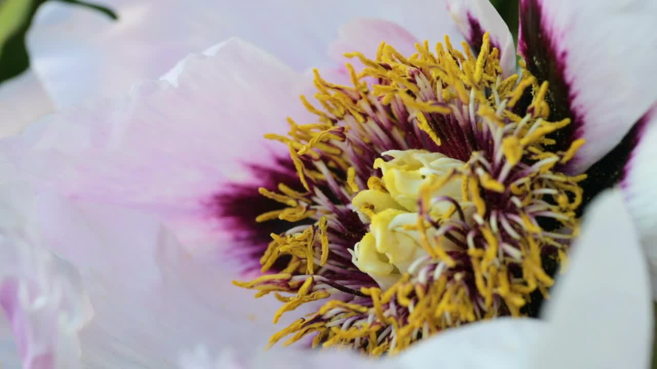 蜜蜂在花园里收集花粉的特写。授粉的花朵。视频素材