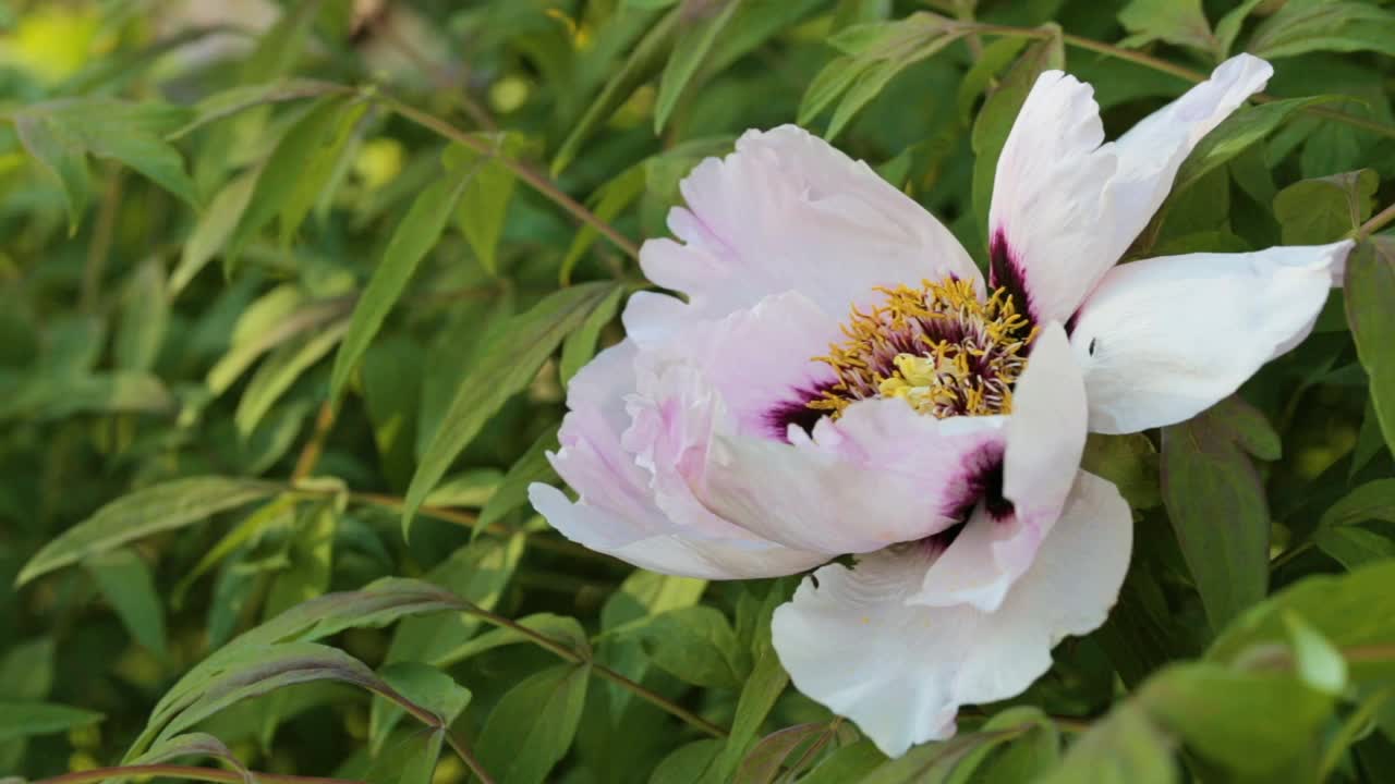 蜜蜂在花园里的牡丹上采花粉。授粉的花朵。视频素材