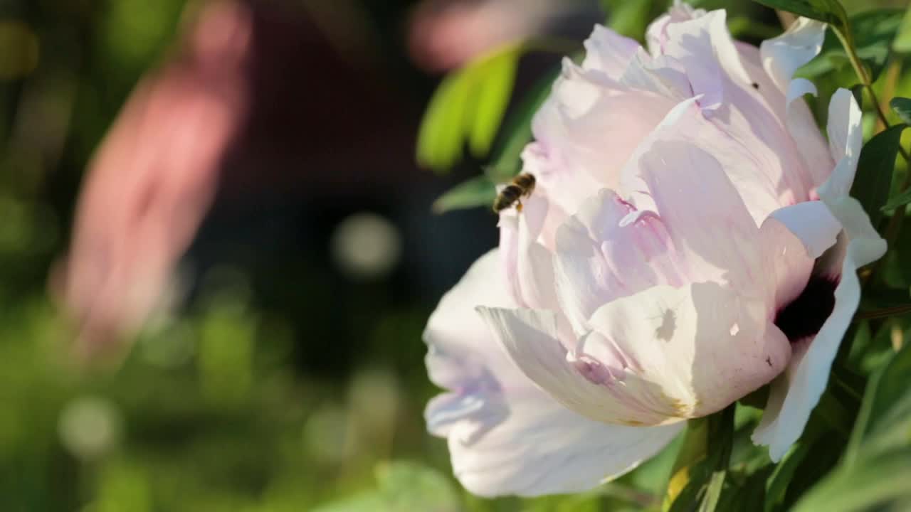 蜜蜂在花园里的牡丹上采花粉。授粉的花朵。视频素材