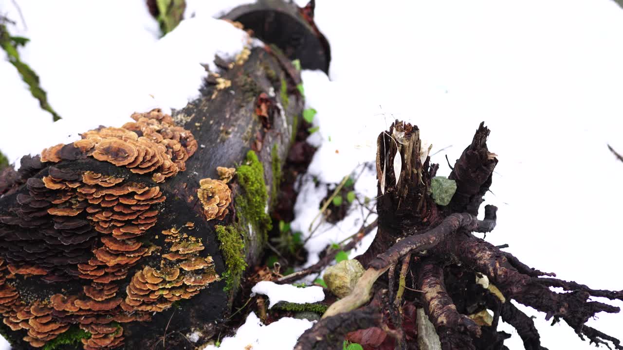 在生物格拉斯卡戈拉国家公园，多孔菌生长在一根锯过的树干上视频素材