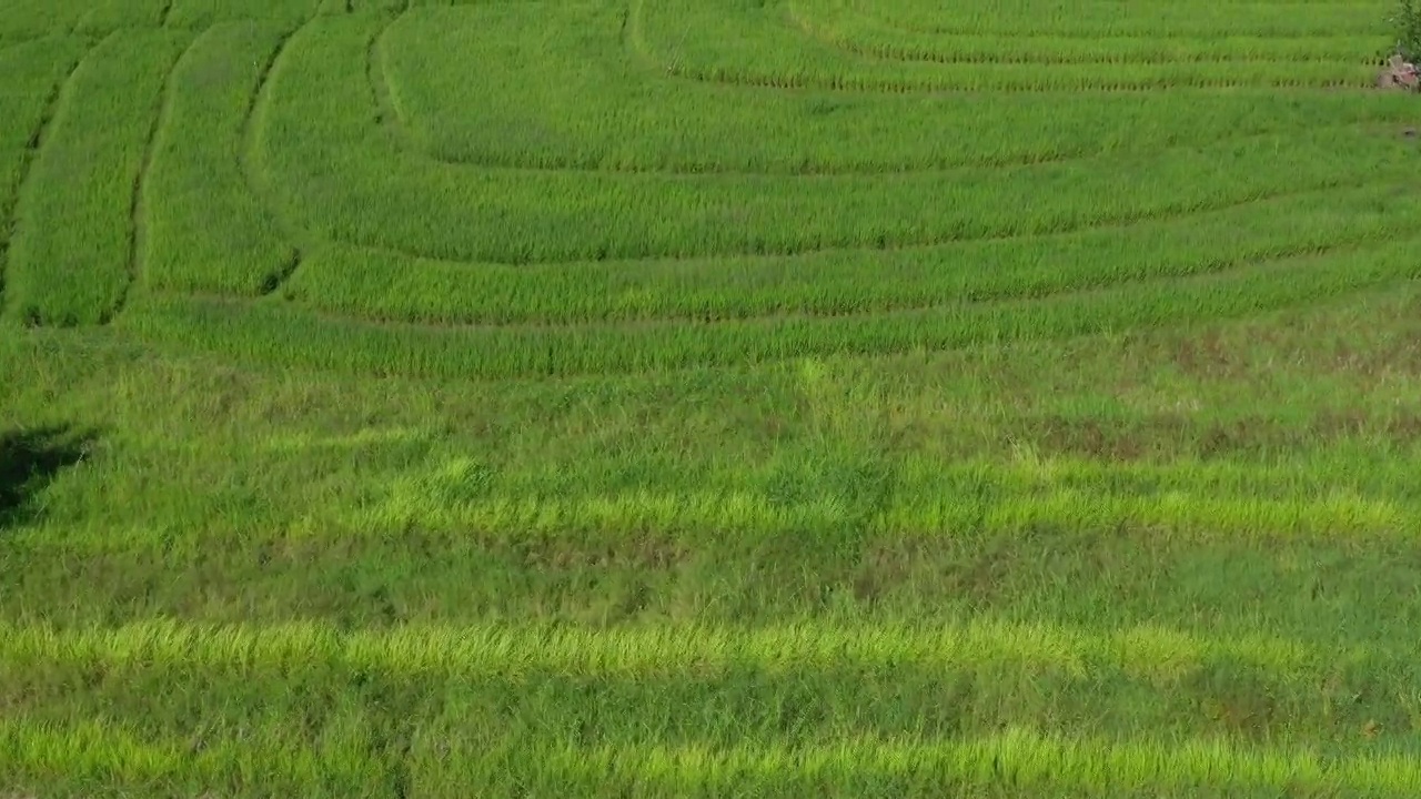 晴天巴厘岛著名的稻田空中顶楼全景4k印度尼西亚视频素材