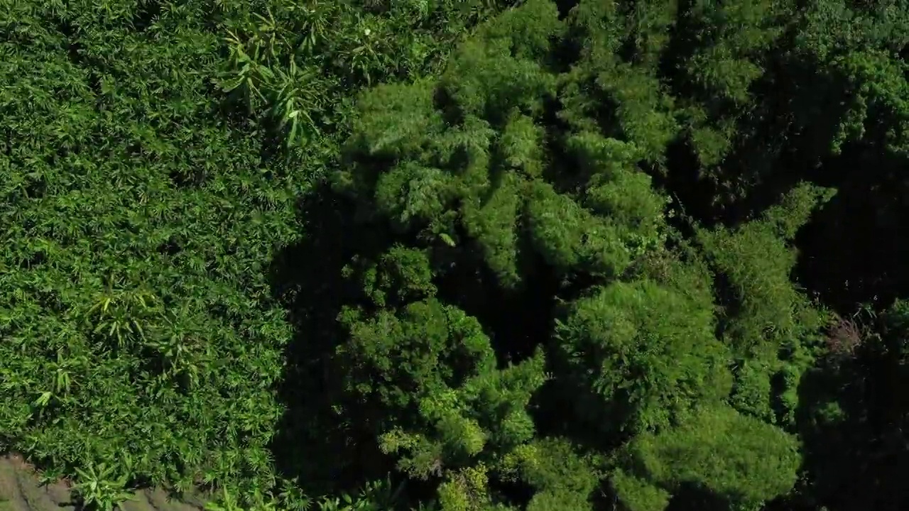 晴天巴厘岛著名的水稻梯田空中顶楼全景4k印度尼西亚视频素材