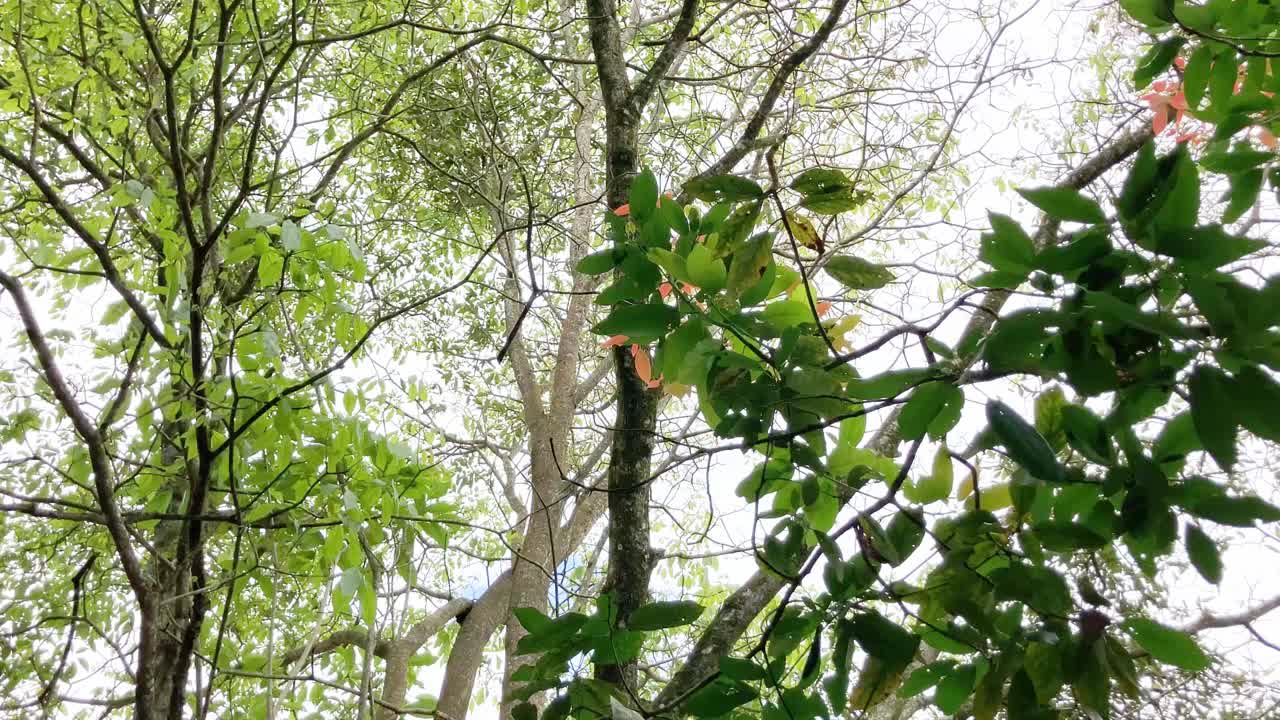 热带雨林视频素材