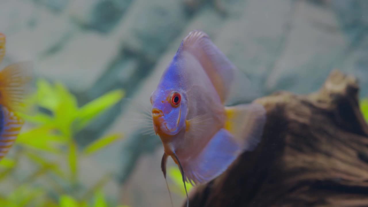 美丽的蓝钻铁饼水族鱼孤立。爱好的概念。瑞典。视频素材