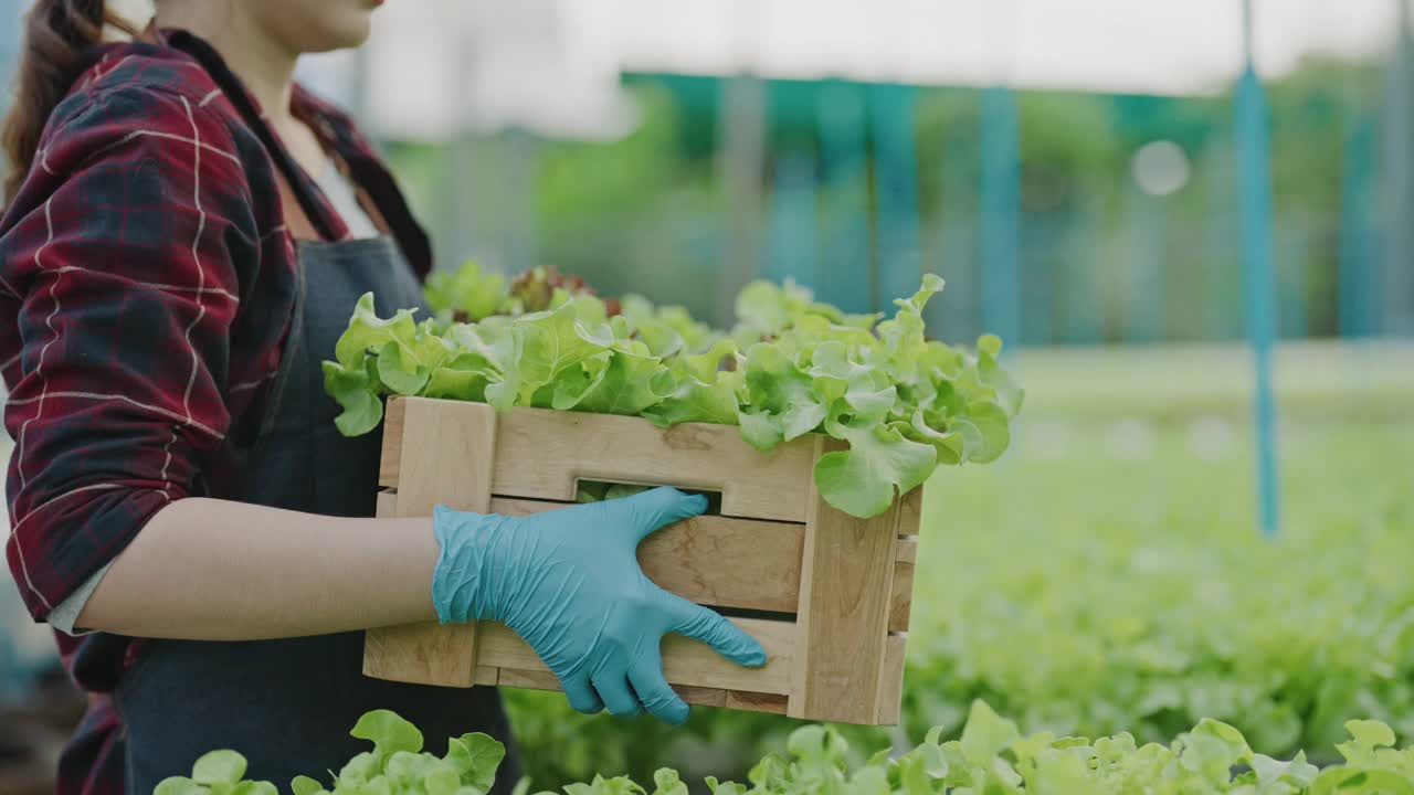 亚洲农民妇女在温室里摘一株小莴苣视频素材