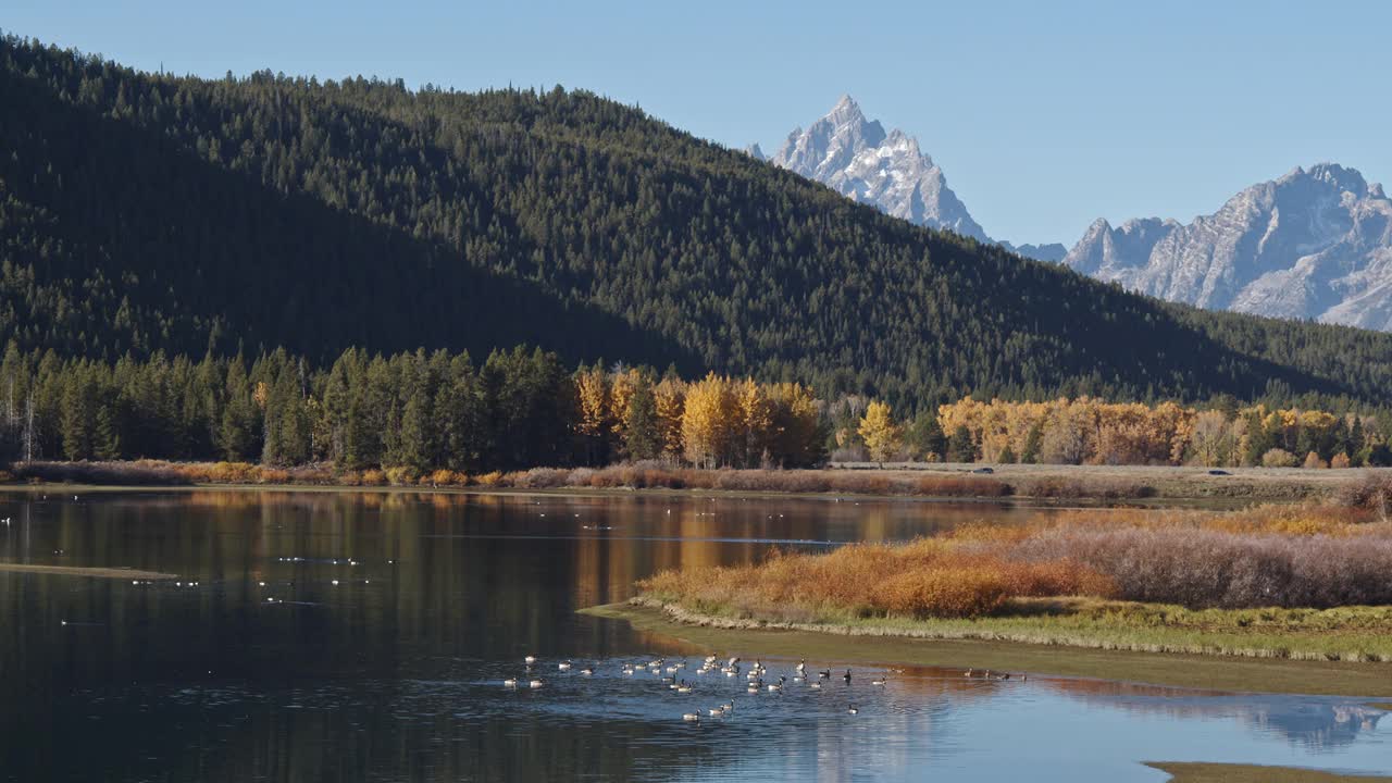 大提顿山秋季的牛轭弯全景视频素材