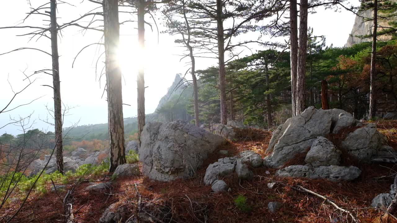 透过松林看到美丽的山景。在大自然中旅行、发现、宁静、冥想和自由的理念和观念视频素材