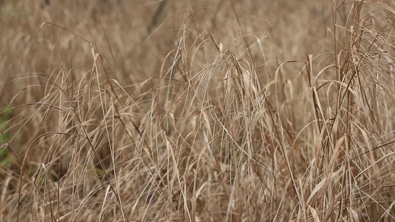 枯草摇动着视频素材