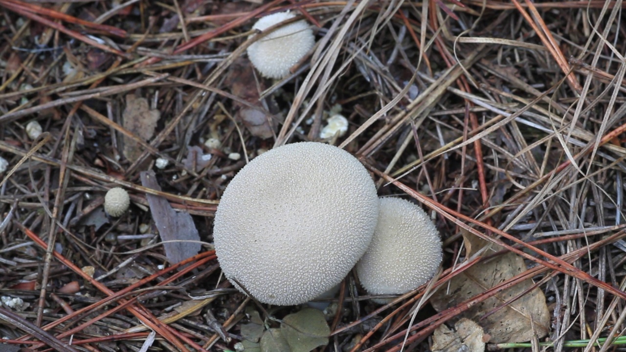 韩国京畿道加平郡雪岳郡的泡球(Lycoperdon perlatum)视频素材