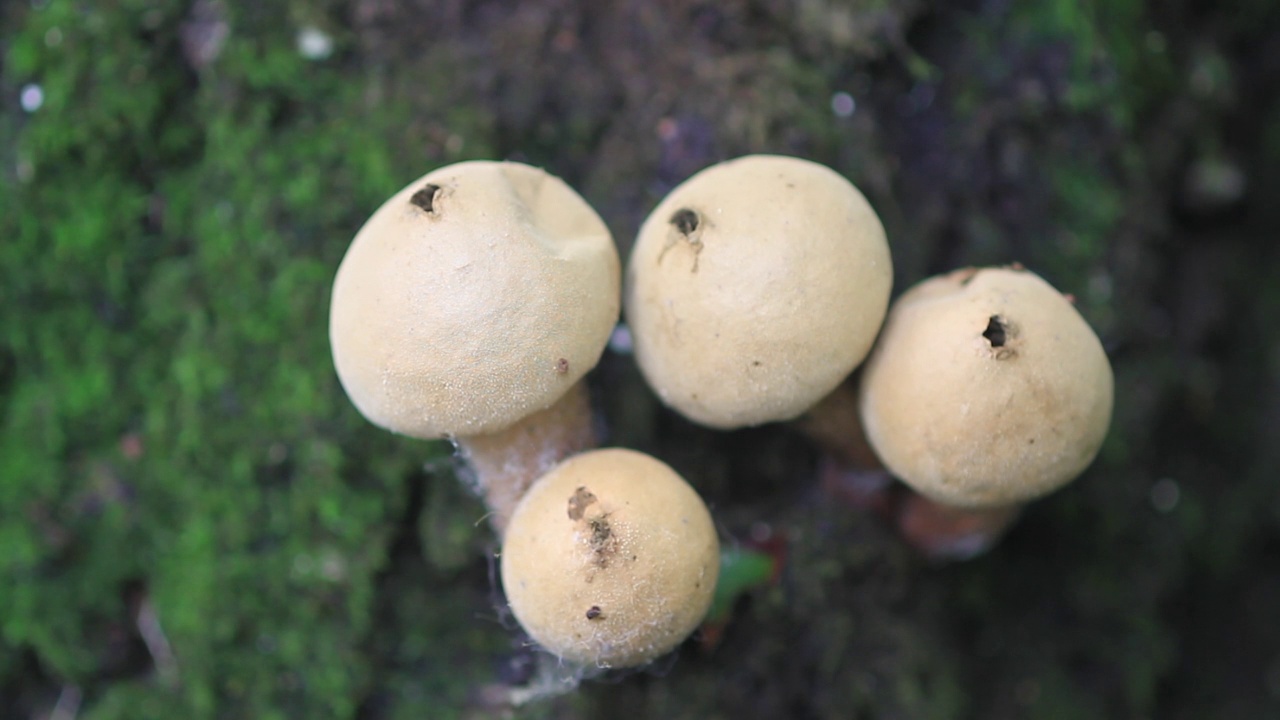 韩国京畿道加平郡雪岳郡的泡球(Lycoperdon perlatum)视频素材