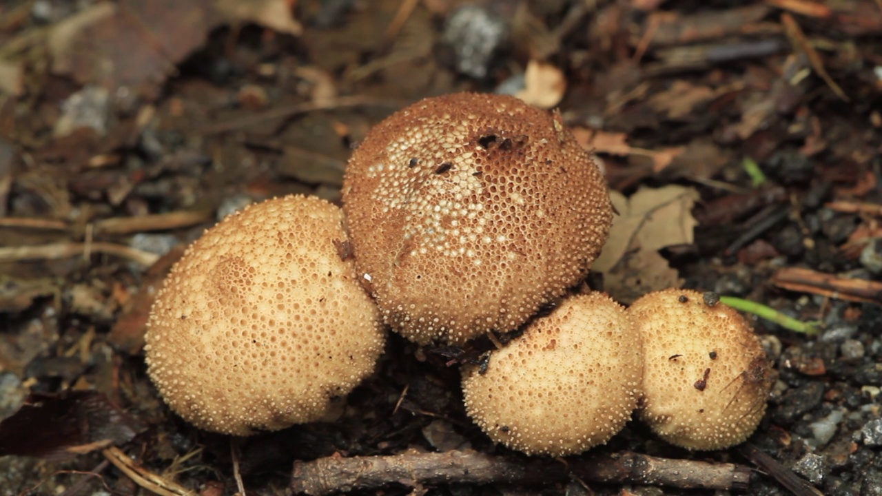 泡芙球（Lycoperdon perlatum）视频素材