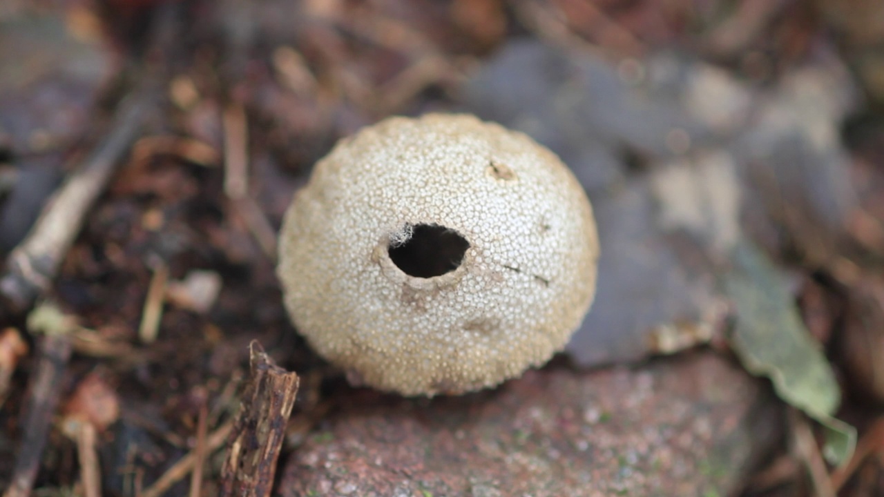 韩国京畿道加平郡雪岳郡的泡球(Lycoperdon perlatum)视频素材