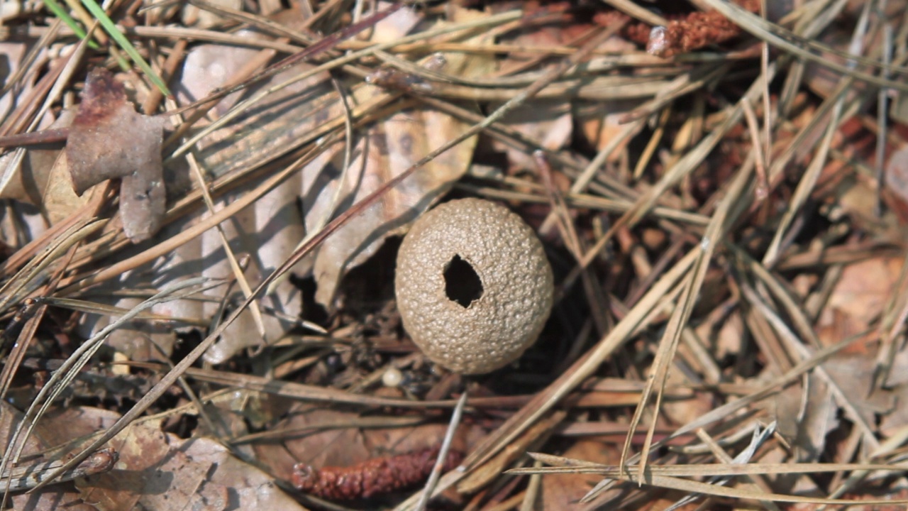 韩国京畿道加平郡雪岳郡的泡球(Lycoperdon perlatum)视频素材