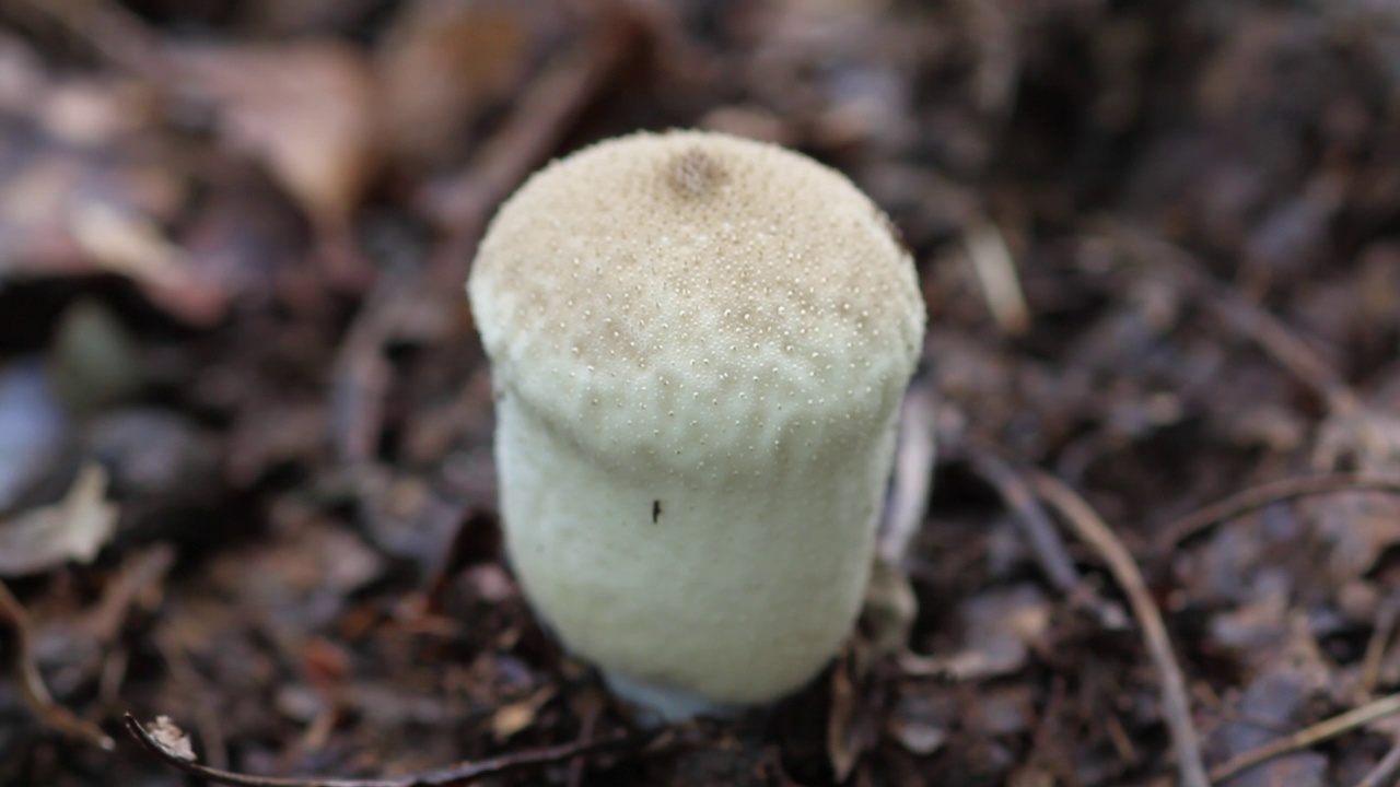 韩国京畿道加平郡雪岳郡的泡球(Lycoperdon perlatum)视频素材