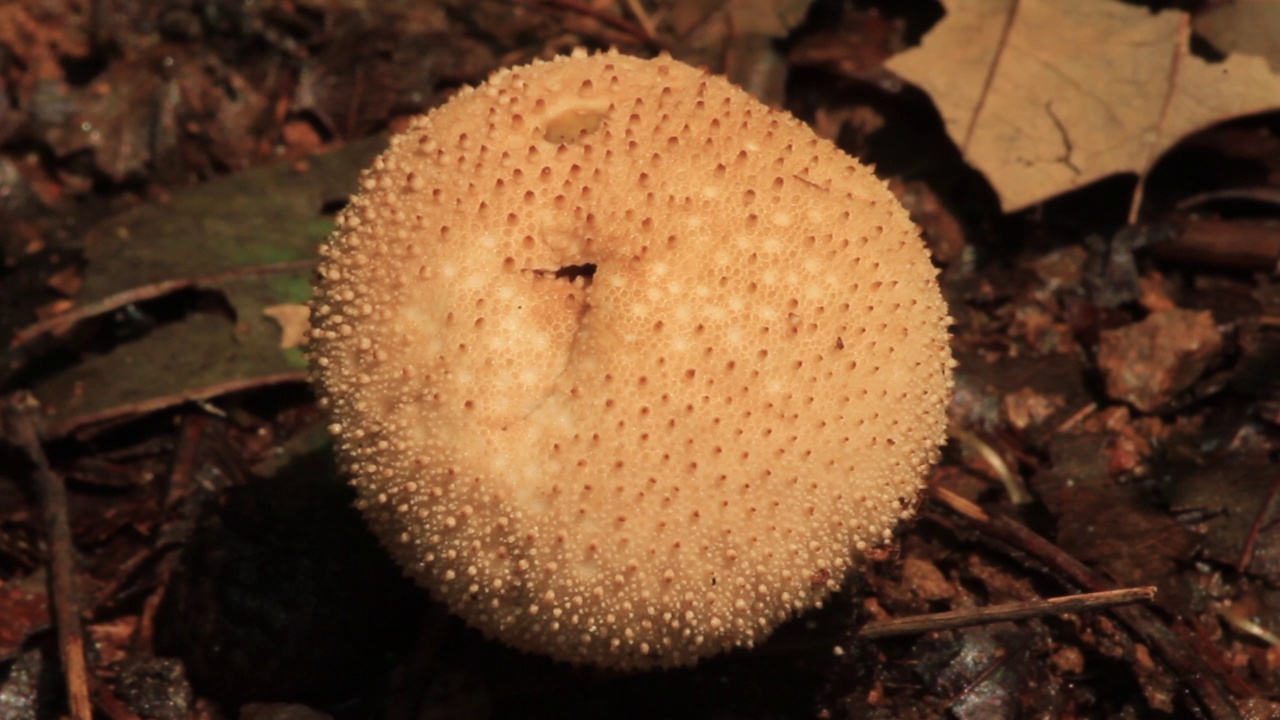 韩国京畿道广州市土川郡的泡球(Lycoperdon perlatum)视频素材