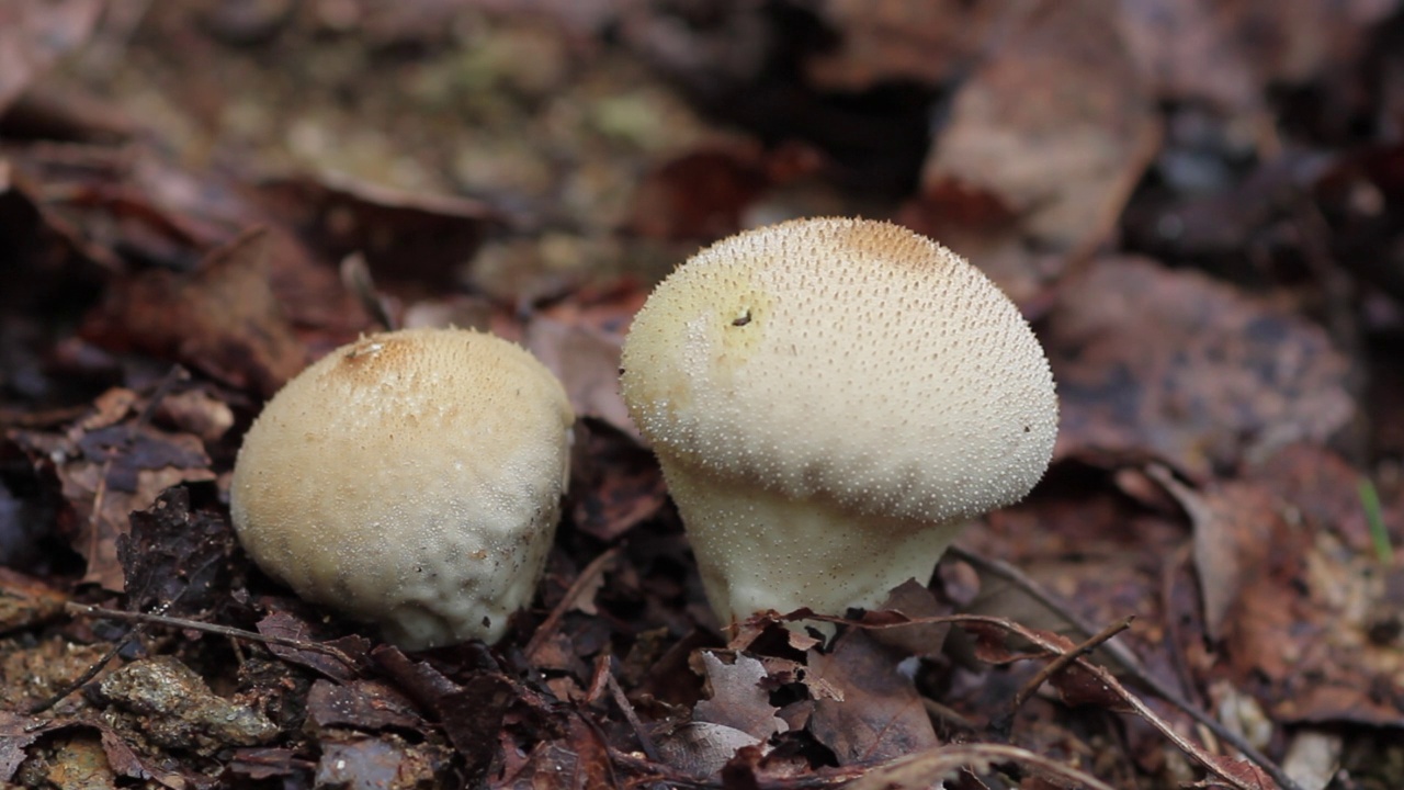 韩国京畿道加平郡雪岳郡的泡球(Lycoperdon perlatum)视频素材