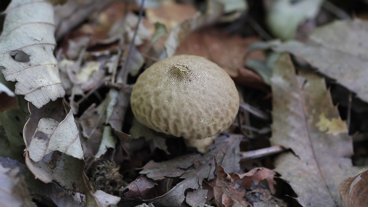 韩国京畿道加平郡雪岳郡的泡球(Lycoperdon perlatum)视频素材