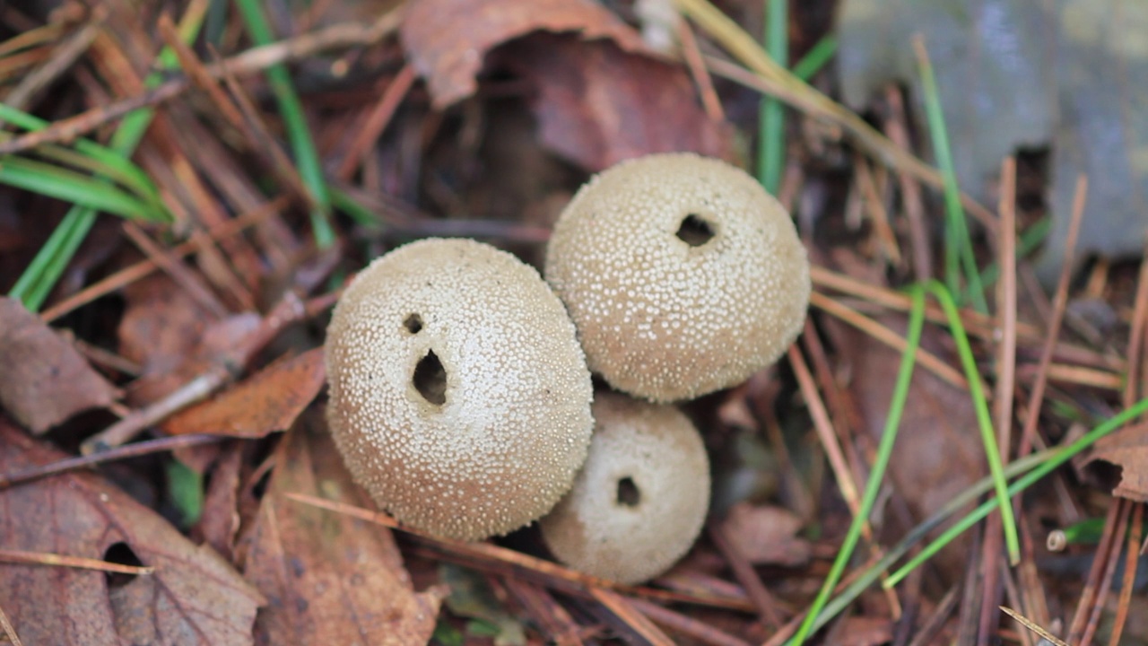 韩国京畿道加平郡雪岳郡的泡球(Lycoperdon perlatum)视频素材