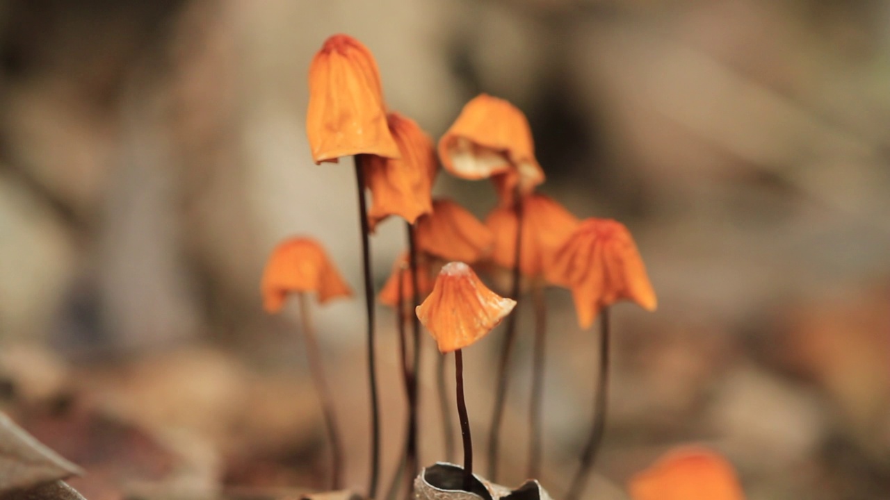 韩国京畿道广州市土川郡的马毛菌(Marasmius crinis-equi)视频素材