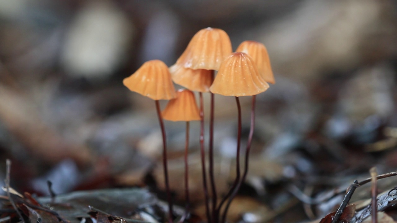 韩国京畿道广州市土川郡的马毛菌(Marasmius crinis-equi)视频素材