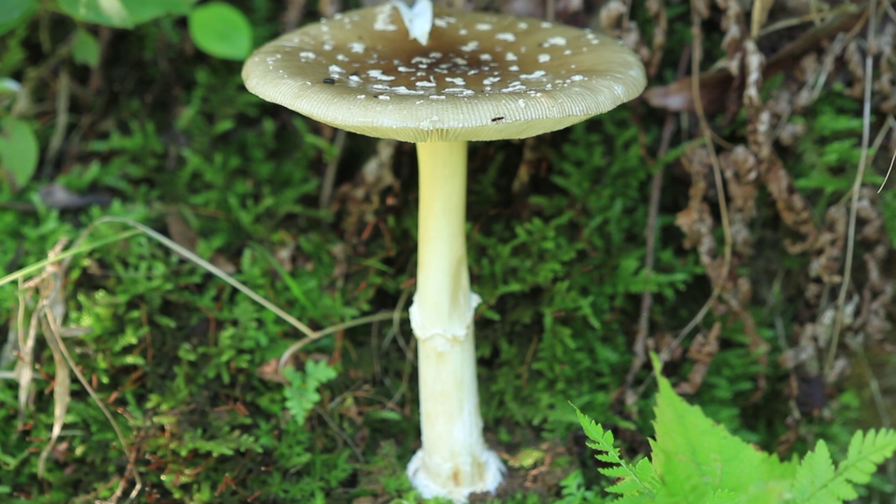 在韩国京畿道广州市土川郡的一顶黑豹帽(Amanita pantherina视频素材