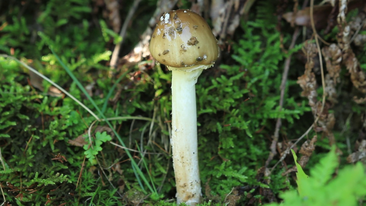 在韩国京畿道广州市土川郡的一顶黑豹帽(Amanita pantherina视频素材