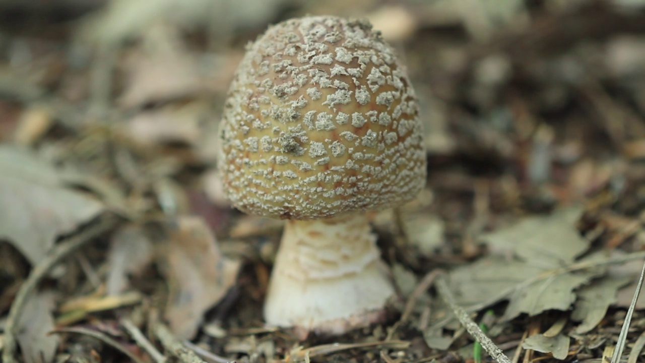 在韩国京畿道广州市土川郡的一顶黑豹帽(Amanita pantherina视频素材