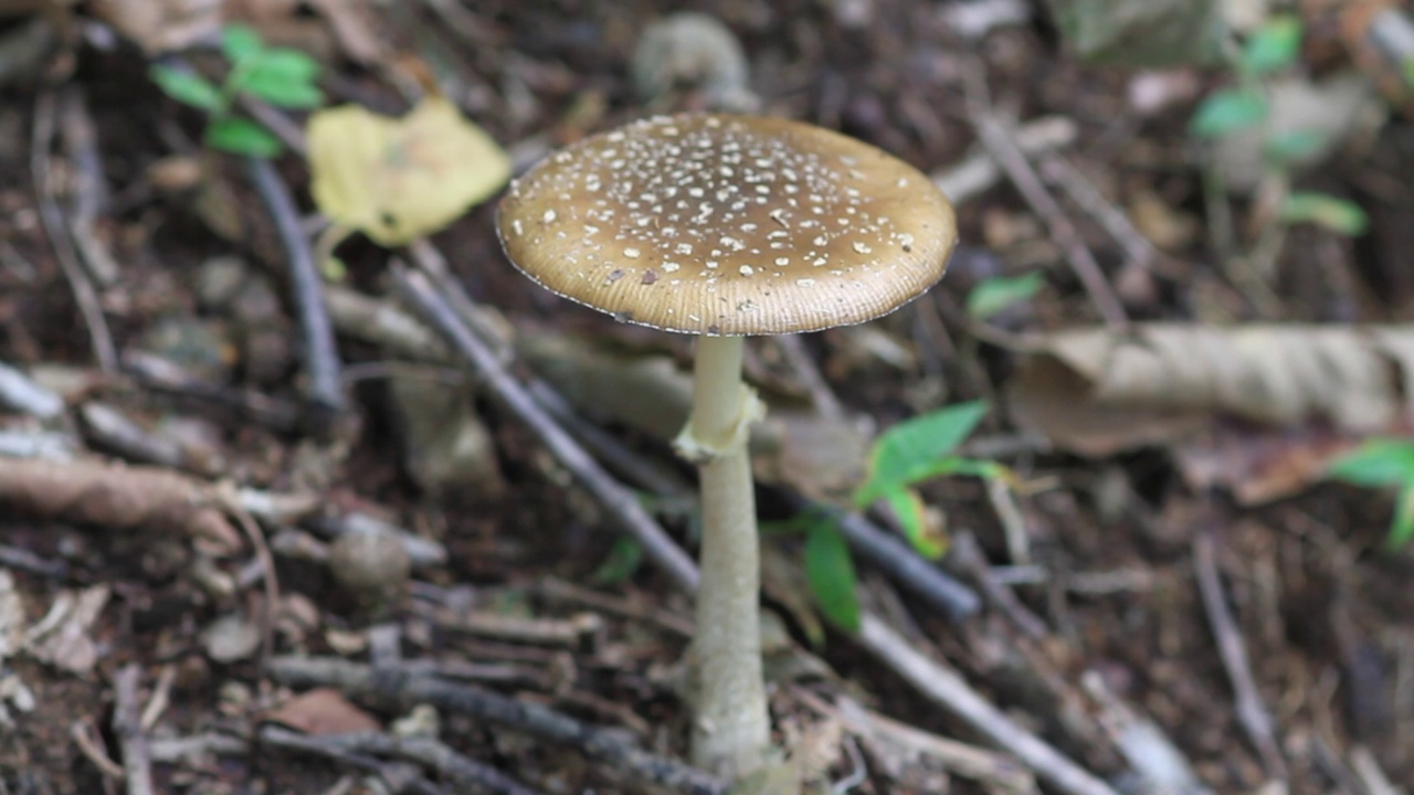 在韩国京畿道雪乐郡/加平郡的豹帽(Amanita pantherina)视频素材