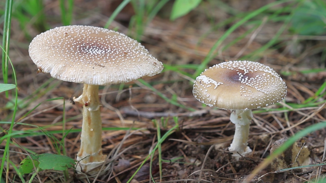 在韩国京畿道广州市土川郡的一顶黑豹帽(Amanita pantherina视频素材