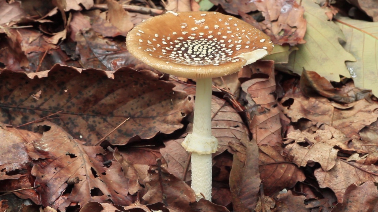 在韩国京畿道广州市土川郡的一顶黑豹帽(Amanita pantherina视频素材