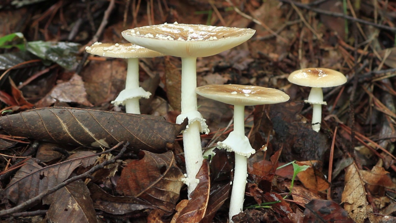 在韩国京畿道广州市土川郡的一顶黑豹帽(Amanita pantherina视频素材