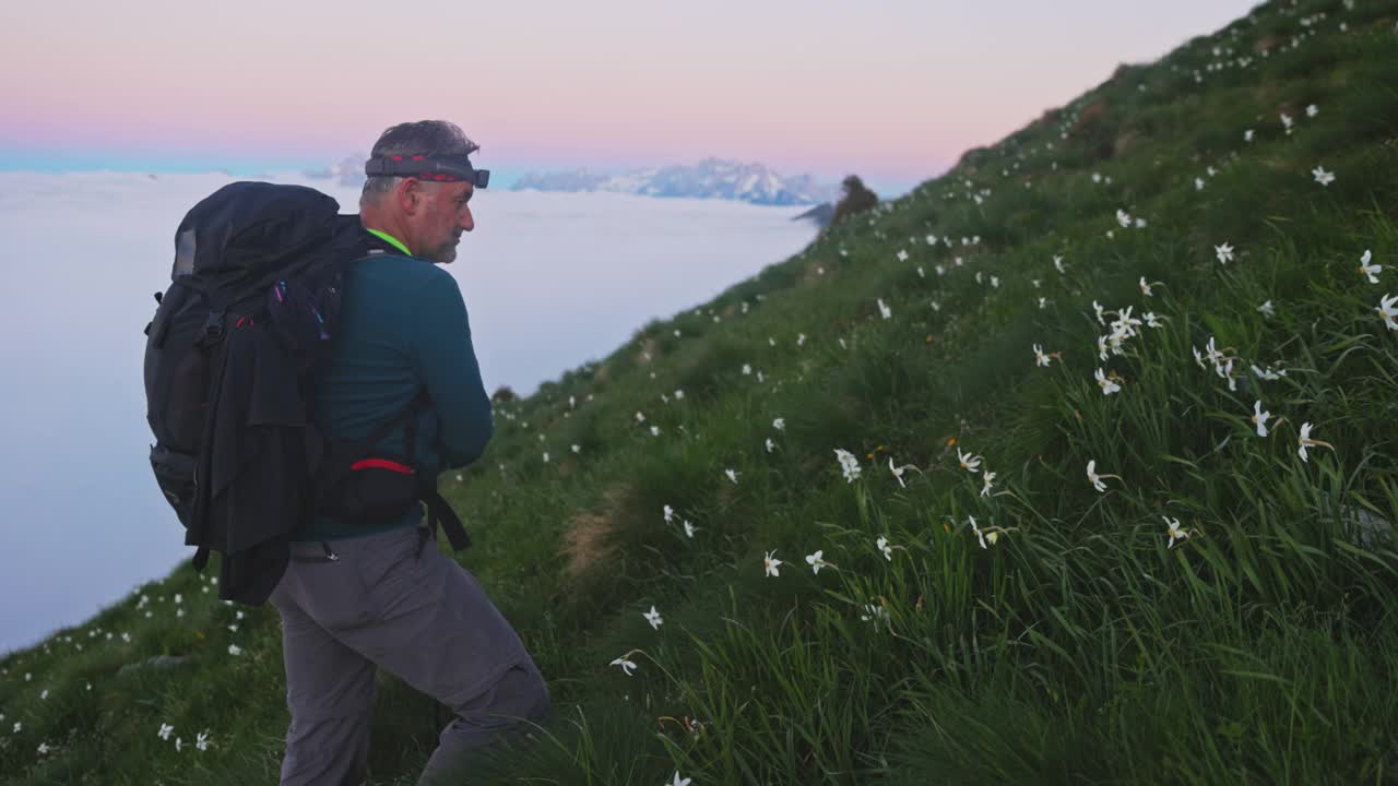 徒步旅行者走上长满水仙花的草坡视频素材