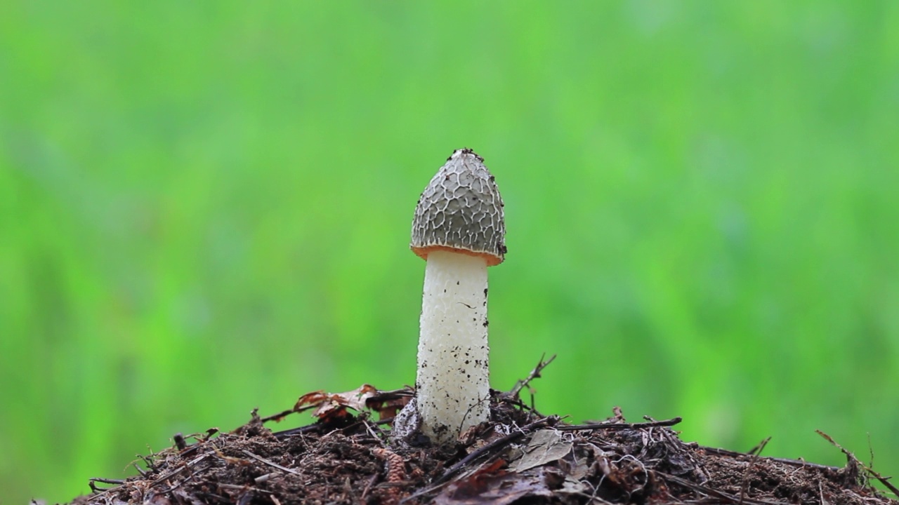 竹菇(阳菇)视频素材