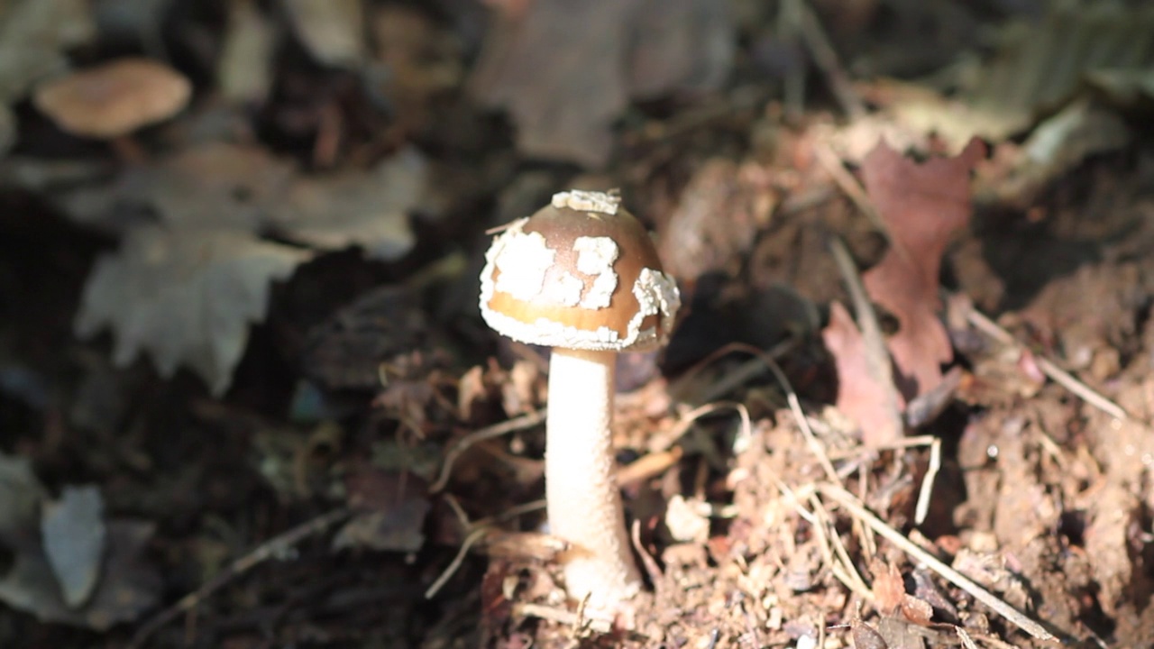 在韩国京畿道雪乐郡/加平郡的豹帽(Amanita pantherina)视频素材