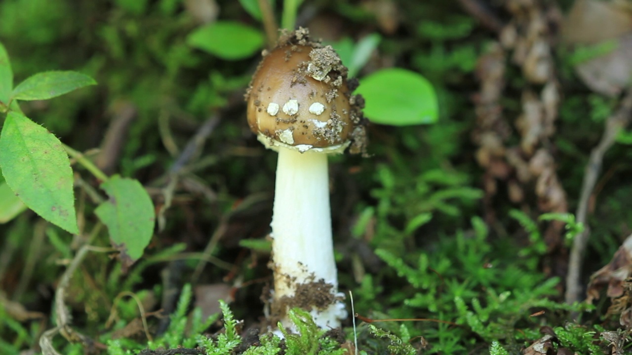 在韩国京畿道广州市土川郡的一顶黑豹帽(Amanita pantherina视频素材