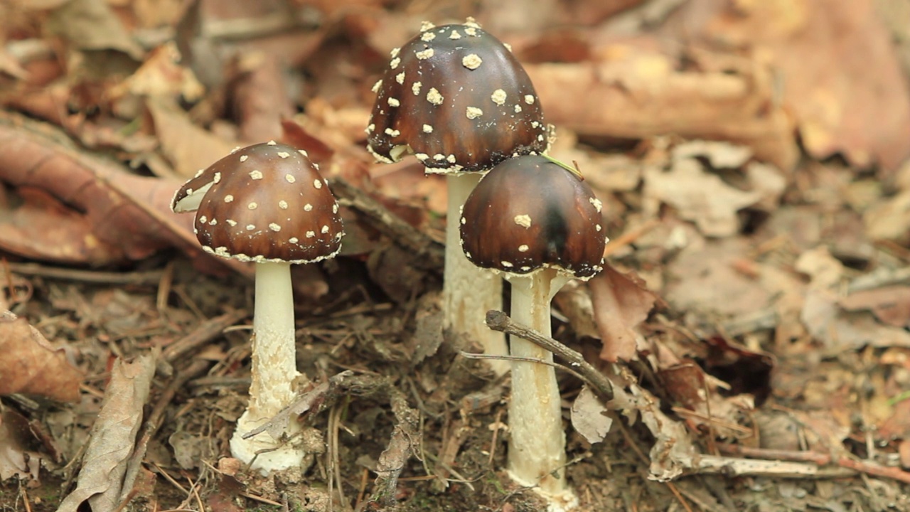 在韩国京畿道广州市土川郡的一顶黑豹帽(Amanita pantherina视频素材