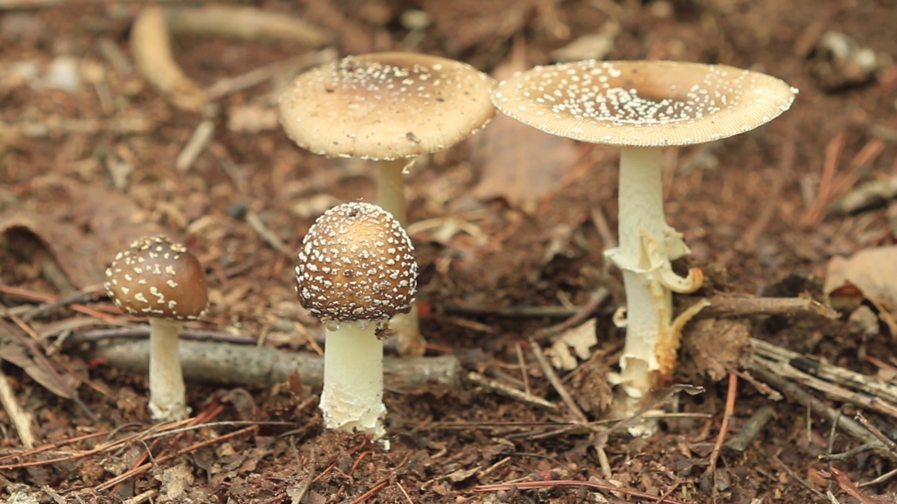 在韩国京畿道广州市土川郡的一顶黑豹帽(Amanita pantherina视频素材