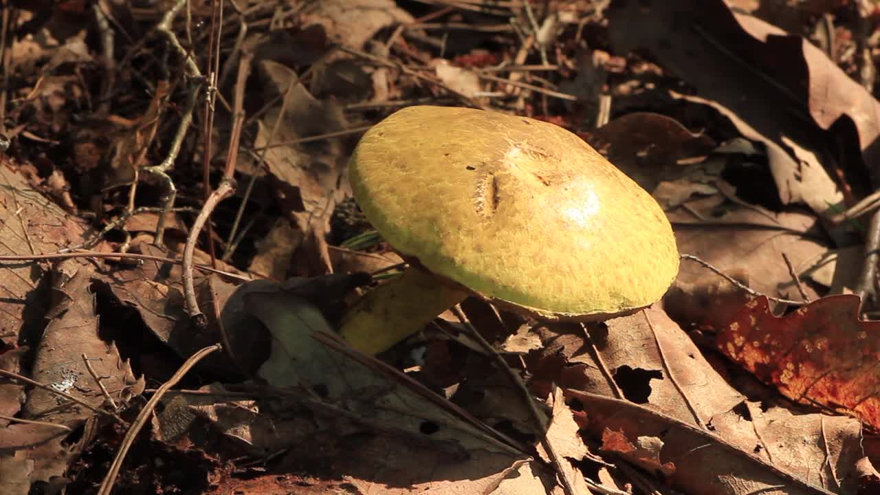 鳞翅目鳞毛蕨视频素材