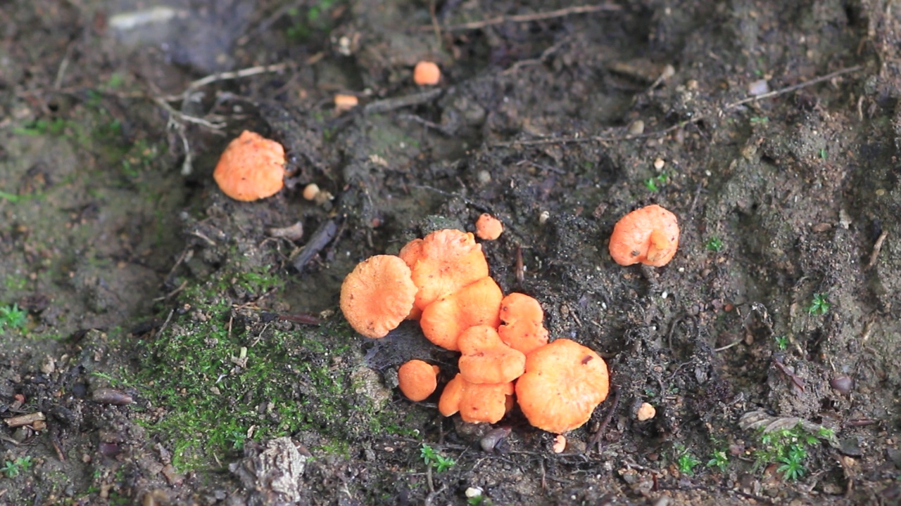 在韩国京畿道雪岳郡/加平郡的铁斑Cantharellus ferruginascens视频素材