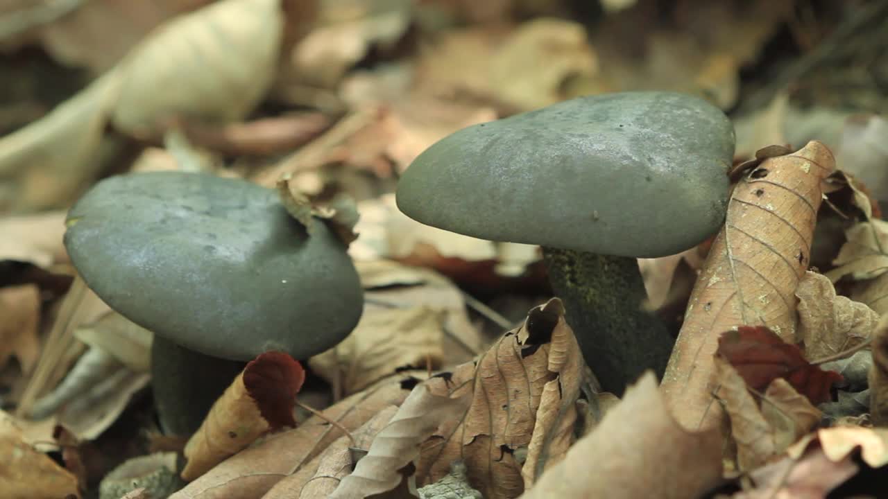 网纹牛肝菌在韩国京畿广州市的大川县视频素材