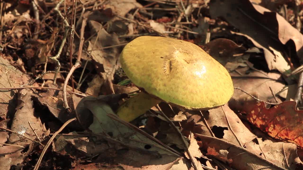 鳞翅目鳞毛蕨视频素材