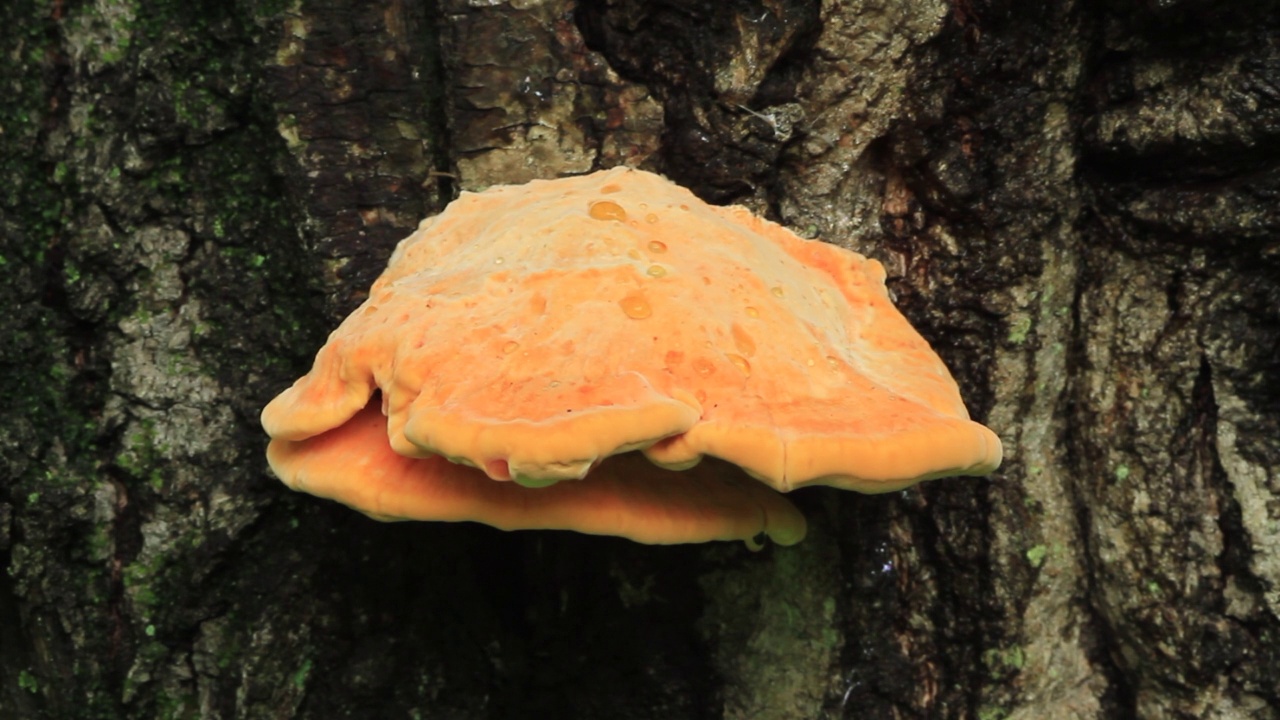 Laetiporus sulphureus var. miniatus Imaz.（韩国京畿道光州市都川郡）-视频素材