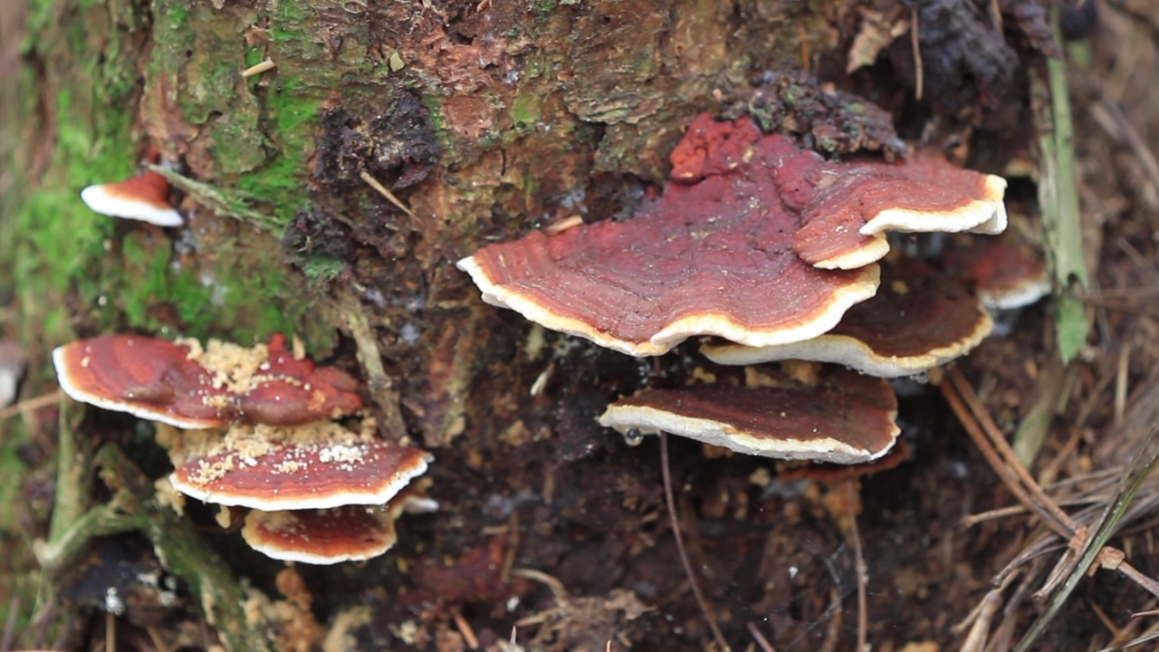 韩国京畿道广州市土川郡的岛Fomitopsis insularis视频素材